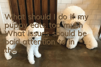 What should I do if my puppy eats too much? What issues should be paid attention to in the puppy's diet?
