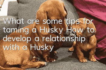 What are some tips for taming a Husky? How to develop a relationship with a Husky?