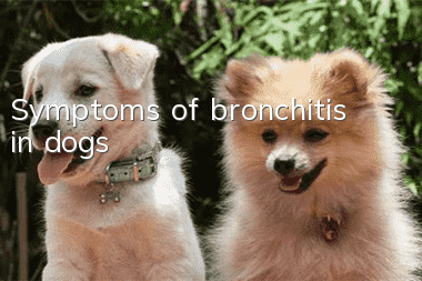 Symptoms of bronchitis in dogs