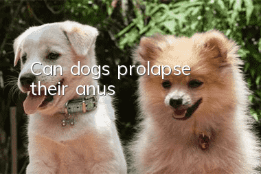 Can dogs prolapse their anus?