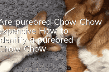 Are purebred Chow Chow expensive? How to identify a purebred Chow Chow?