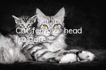 Cat femoral head fracture