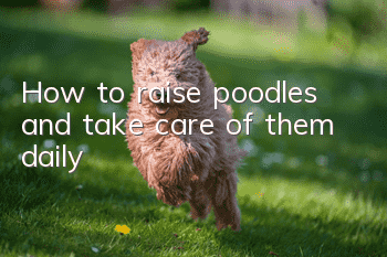 How to raise poodles and take care of them daily