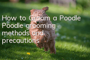 How to Groom a Poodle? Poodle grooming methods and precautions