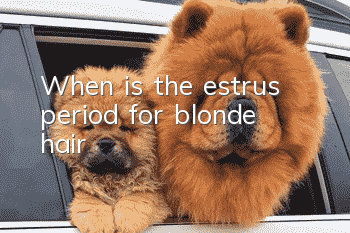 When is the estrus period for blonde hair?