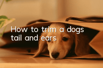 How to trim a dog’s tail and ears?