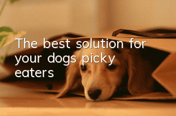 The best solution for your dog’s picky eaters