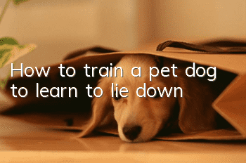 How to train a pet dog to learn to lie down?