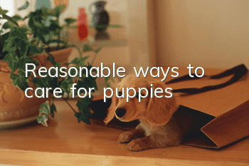 Reasonable ways to care for puppies