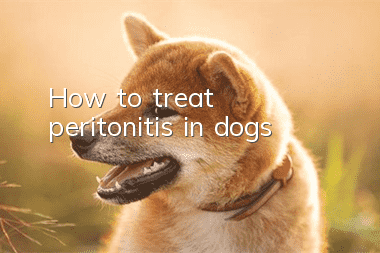 How to treat peritonitis in dogs