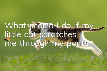 What should I do if my little cat scratches me through my pants?