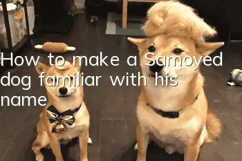 How to make a Samoyed dog familiar with his name?