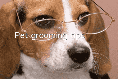 Pet grooming tips