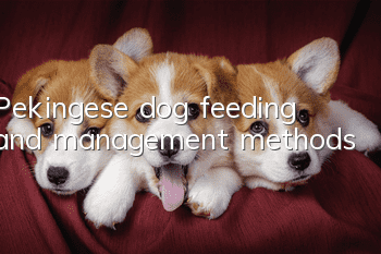 Pekingese dog feeding and management methods