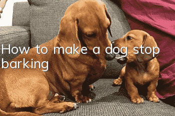 How to make a dog stop barking