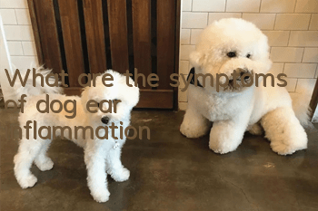 What are the symptoms of dog ear inflammation?