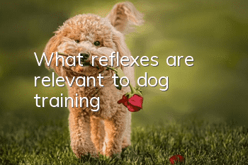 What reflexes are relevant to dog training?