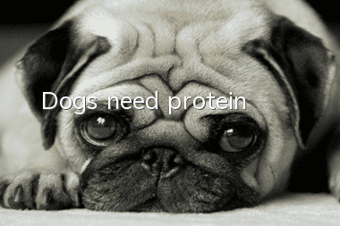 Dogs need protein