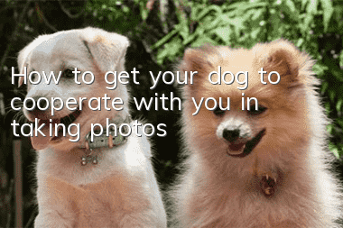 How to get your dog to cooperate with you in taking photos?