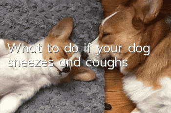 What to do if your dog sneezes and coughs