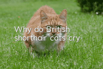 Why do British shorthair cats cry?