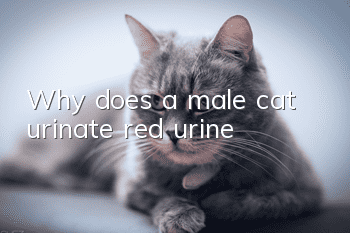 Why does a male cat urinate red urine?