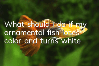 What should I do if my ornamental fish loses color and turns white?