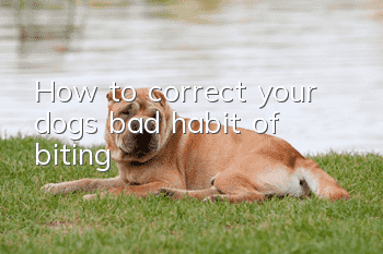 How to correct your dog’s bad habit of biting?