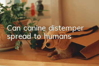 Can canine distemper spread to humans?