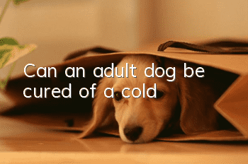 Can an adult dog be cured of a cold?