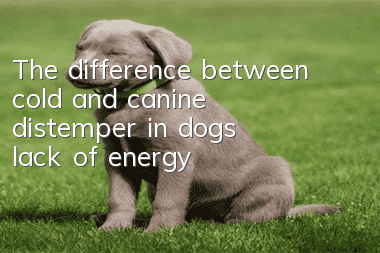 The difference between cold and canine distemper in dogs: lack of energy