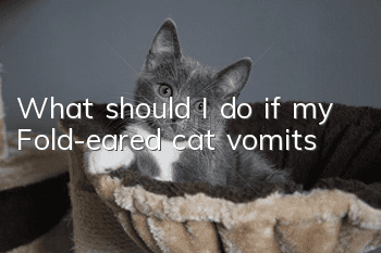What should I do if my Fold-eared cat vomits?