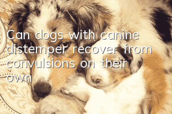 Can dogs with canine distemper recover from convulsions on their own?
