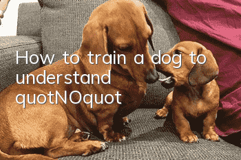 How to train a dog to understand "NO"?
