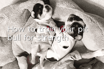 How to train your pit bull for strength