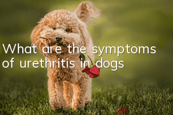 What are the symptoms of urethritis in dogs?