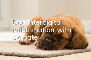 Dog interdigital inflammation with exudate