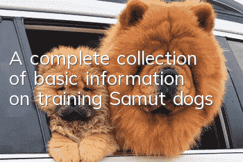 A complete collection of basic information on training Samut dogs