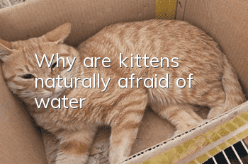Why are kittens naturally afraid of water?
