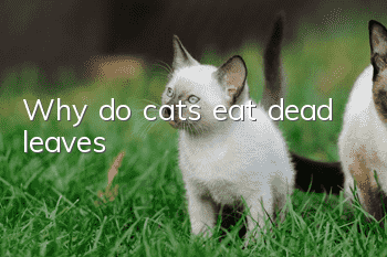 Why do cats eat dead leaves?