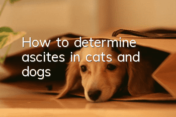 How to determine ascites in cats and dogs