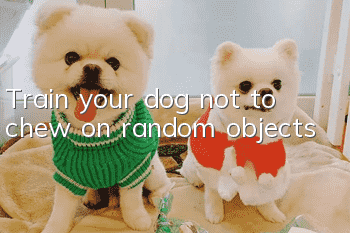 Train your dog not to chew on random objects