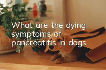 What are the dying symptoms of pancreatitis in dogs?