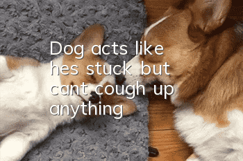 Dog acts like he's stuck but can't cough up anything