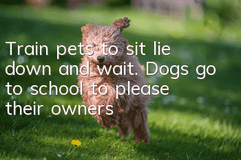 Train pets to sit, lie down and wait. Dogs go to school to please their owners