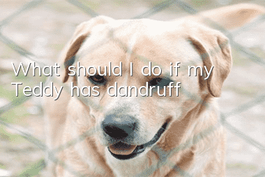 What should I do if my Teddy has dandruff?