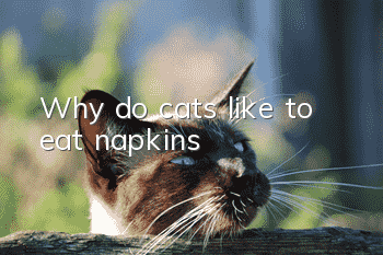 Why do cats like to eat napkins?