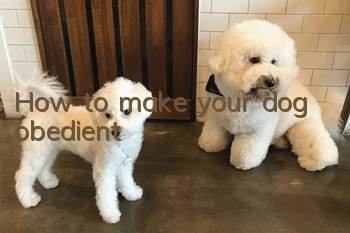 How to make your dog obedient