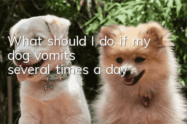 What should I do if my dog vomits several times a day?