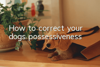How to correct your dog’s possessiveness